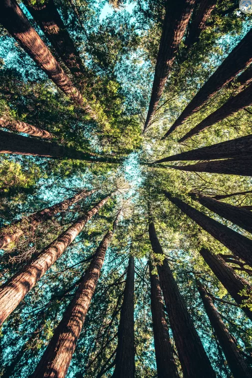 Low-angle photo of a bunch of trees